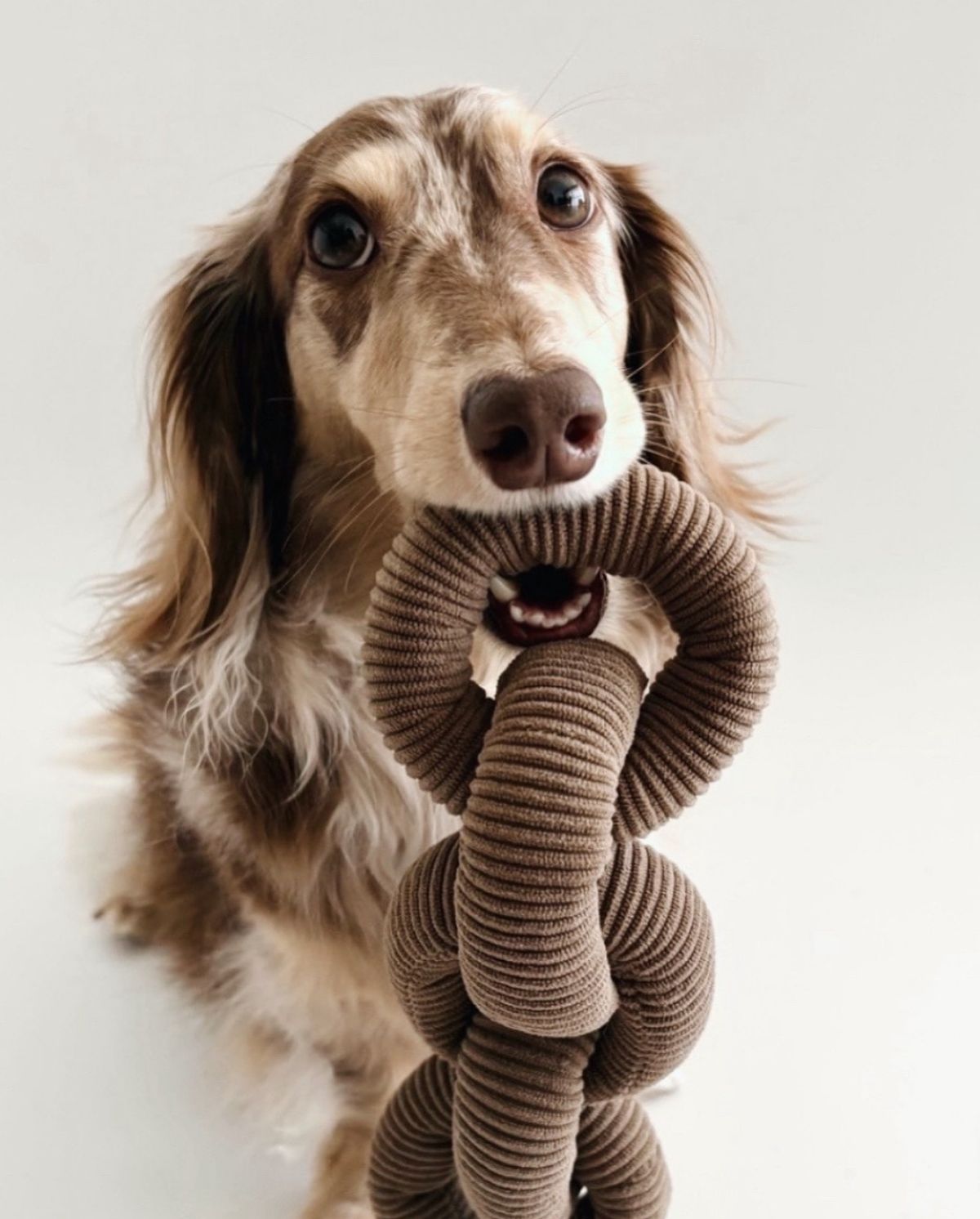 Pet travel and everyday accessories