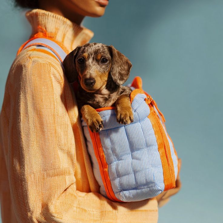 Pet backpacks for everyday travel